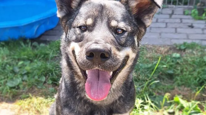 Teddy - Schäferhund-Husky-Mix zur Adoption