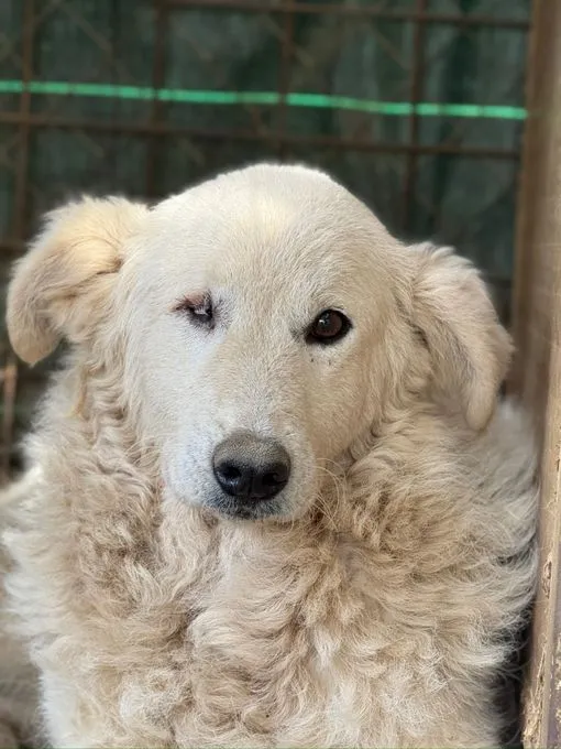 FIAMMETTA - auf PS in Sachsen - Maremmano-Mix zur Adoption