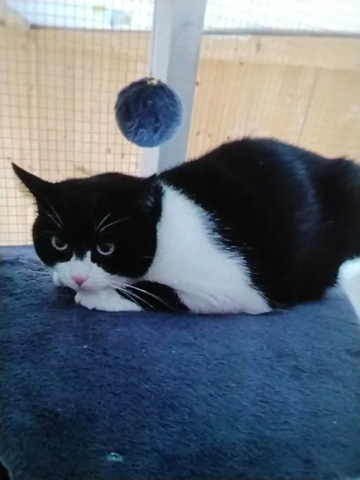 Cat from shelter, Karl Und Fiepsi | Schwarz Weiß Weiß Grau Europäische Hauskatzen Male