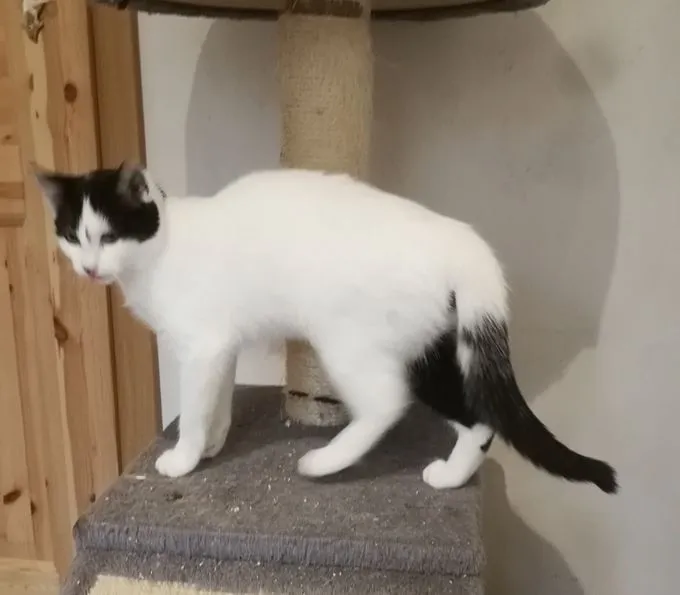 Cat from shelter, Püppi | Weiß Mit Schwarz Ehk Female