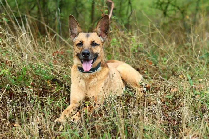 Cosima - mischling zur Adoption