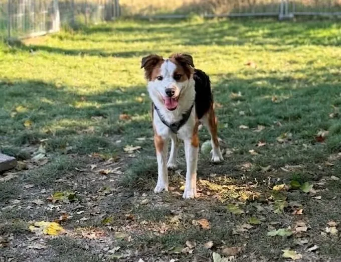 Flecki - mischling zur Adoption