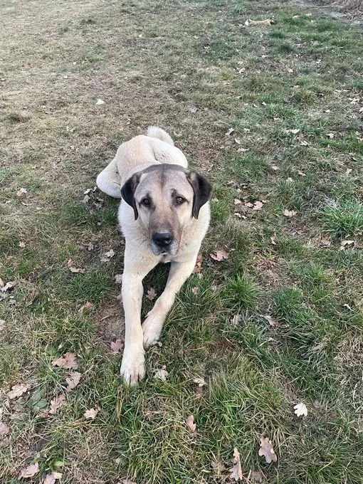 Dog from shelter, Moritz | Kangal Kaukasier Male