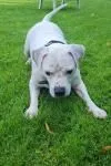 Dog from shelter, Fee | Weiß Am Bulldog Mischling Female