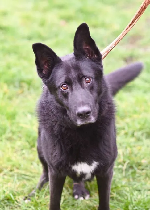 Dog from shelter, Bully | Dt Schäferhund Mix Male