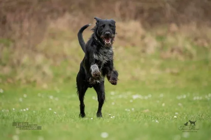 Dog from shelter, Bruno | Schwarz Schnauzer Mischling Male