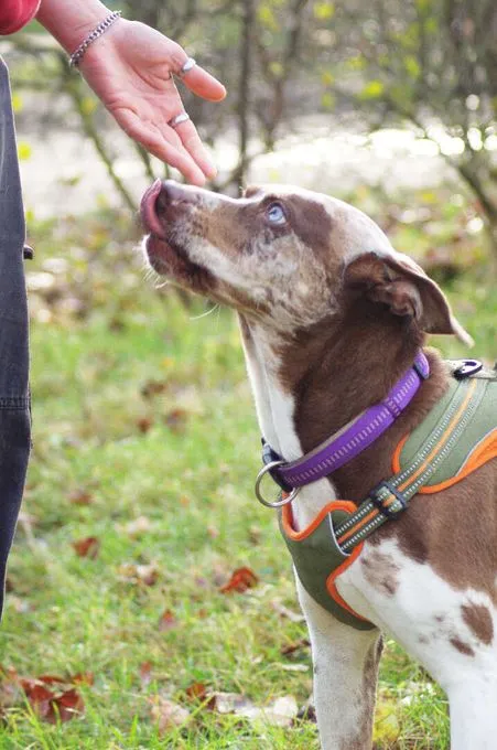 Dog from shelter, Mia | Catahoula Staffordshire Mix Female