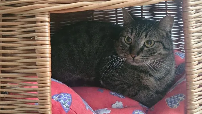 K25-018 Watson - EKH zur Adoption