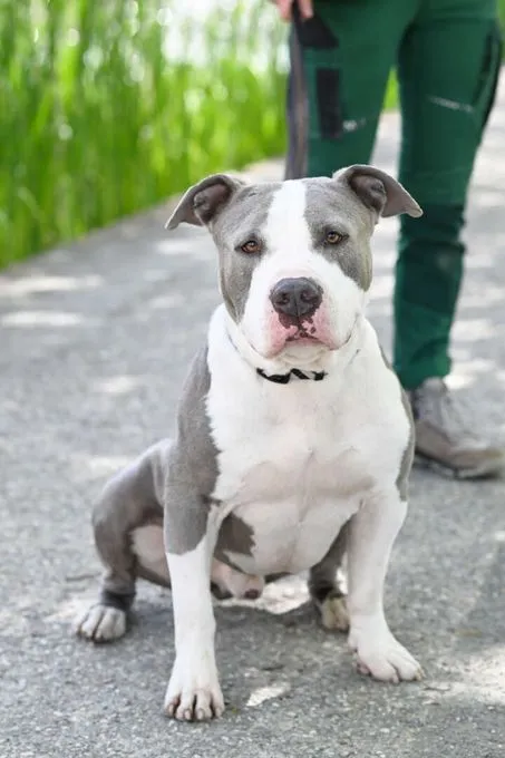 Dog from shelter, Shawn | Staffordshire Mix Female