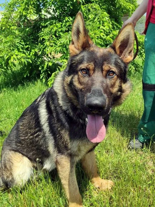 Hajo - Schäferhund- Mix zur Adoption