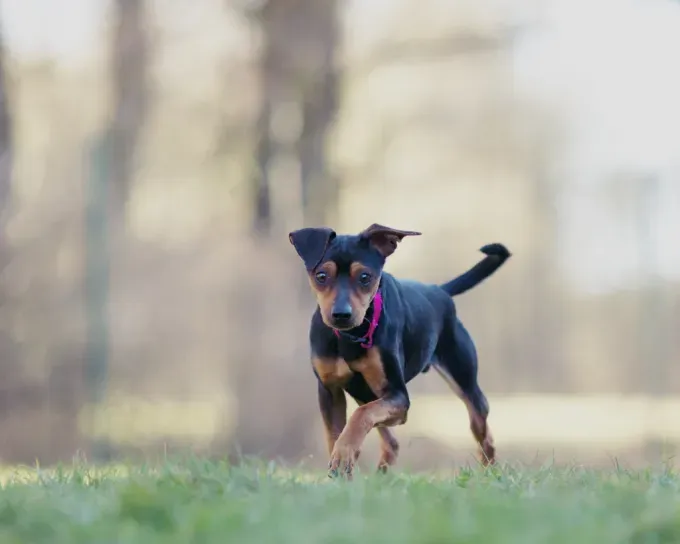 Dog from shelter, Hudson | Schwarz Braun Deutscher Pinscher Male