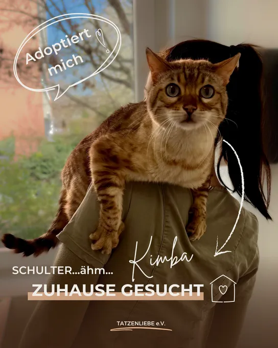 Cat from shelter, Kimba | Hellbraun Bengal Male