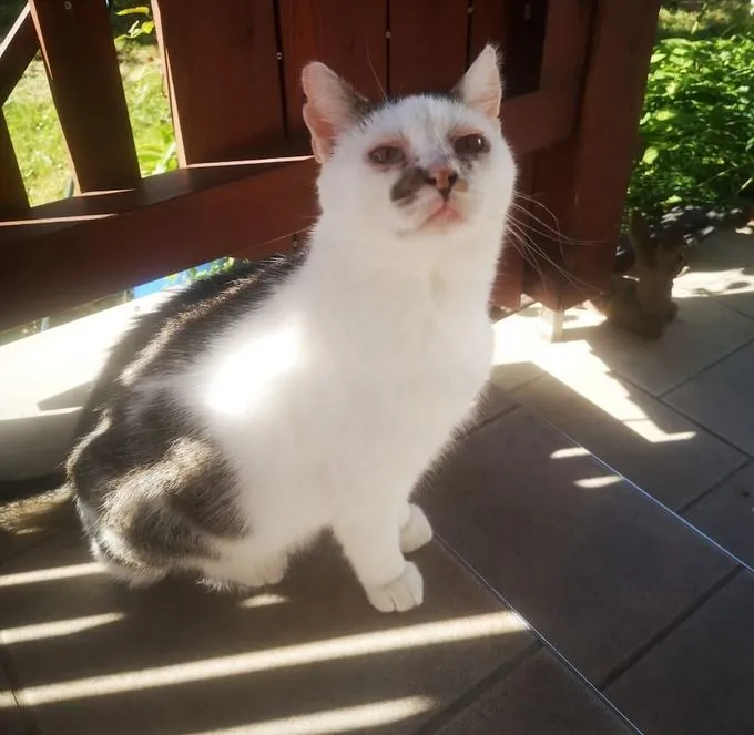 Barry - ekh zur Adoption