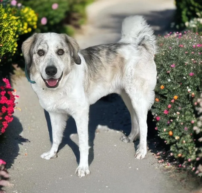 Hund aus Tierheim, Einstein | Weiß Grau Mischling Männlich