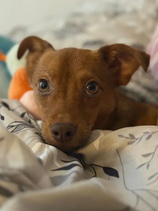 Amaro - Mischling zur Adoption