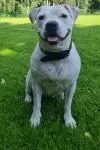 Dog from shelter, Fee | Weiß Am Bulldog Mischling Female
