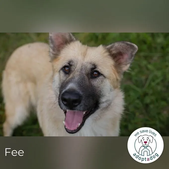 Fee - Mischling zur Adoption