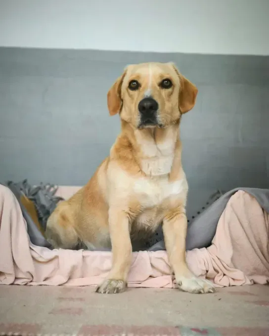 Dog from shelter, Oli | Hellbraun Dackel Labrador Mix Male