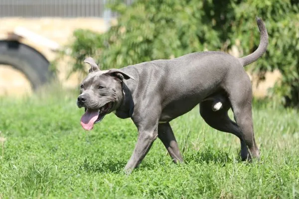 Dog from shelter, Ares | Stafford Mix Male