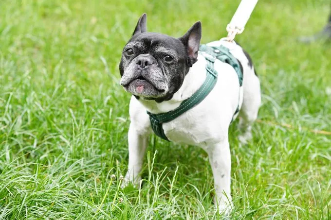 Dog from shelter, Georgie | Französische Bulldogge Female