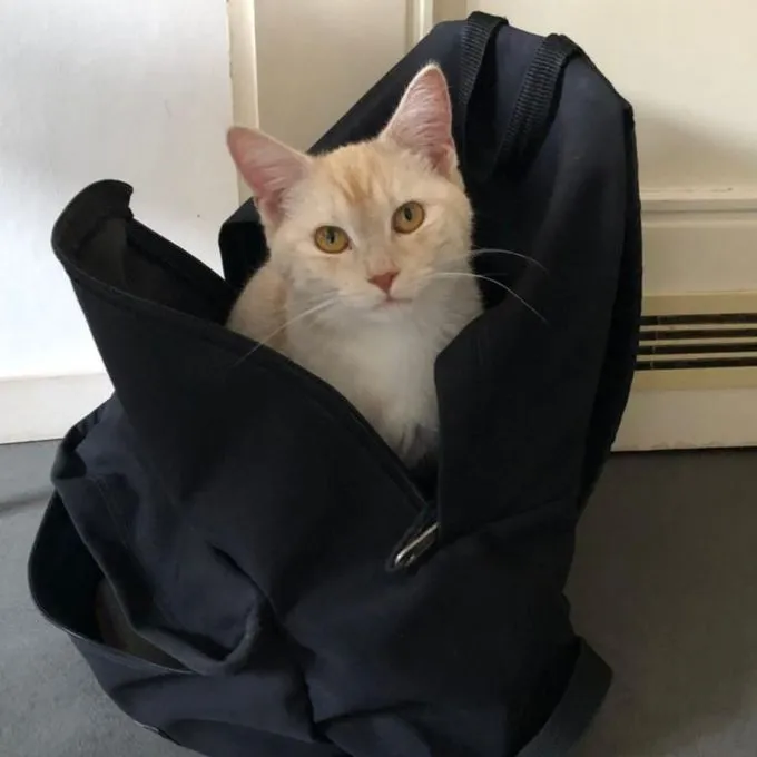 Cat from shelter, Elli | Cremerot Ekh Female