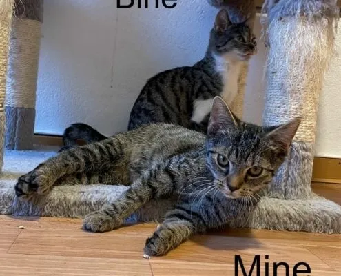 Katze aus Tierheim, Fine Mine Trine | Weiblich