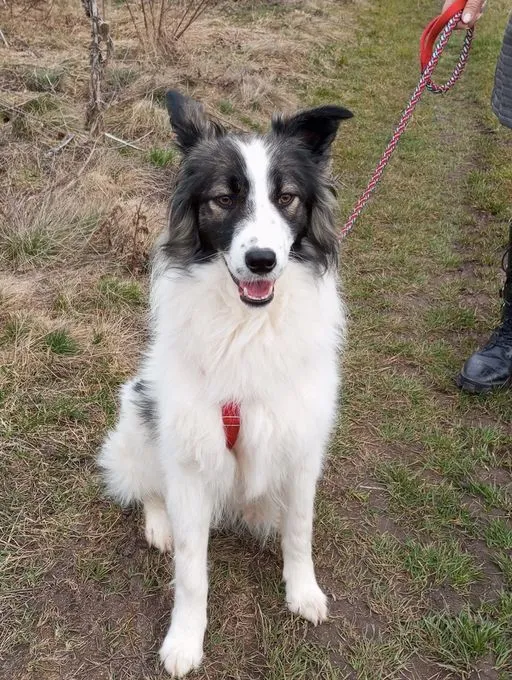 Merle - mischling zur Adoption