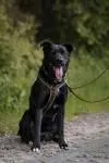 Dog from shelter, Baghira | Schwarz Mit Kupfer Tupfen Mischling Male