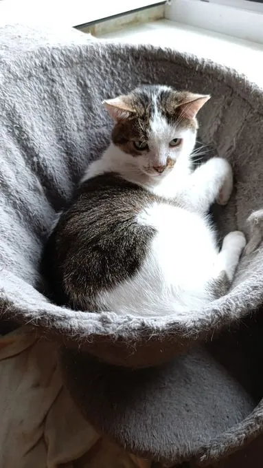 Nico - EKH zur Adoption