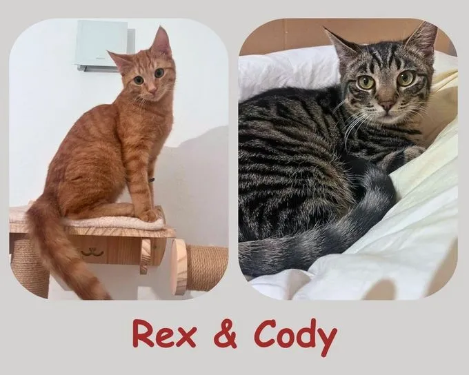 Rex & Cody - Europäisch Kurzhaar zur Adoption