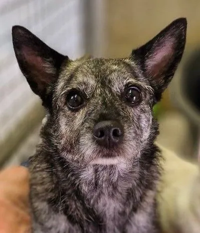 Luna - terrier-mix zur Adoption