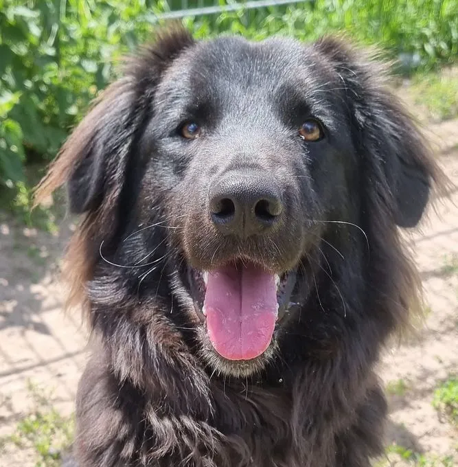 Dog from shelter, Ben | Schwarz Border Colli Mix Male