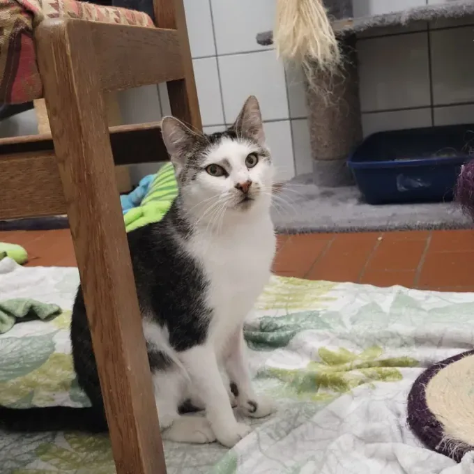 Cat from shelter, Annika | Weiß Grau Getigert Ehk Female