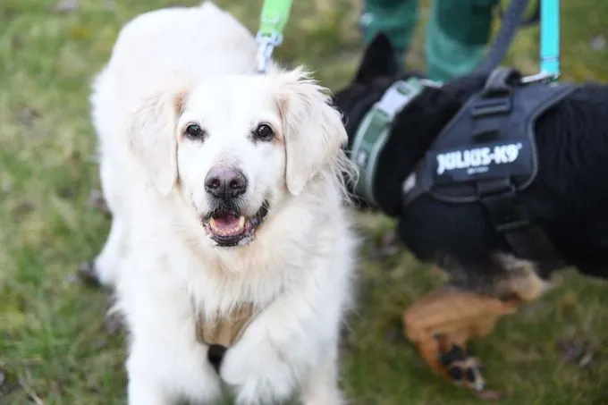 Hund aus Tierheim, Amy Xindy | Golden Retriever Mix Amp Dt Schäferhund Weiblich