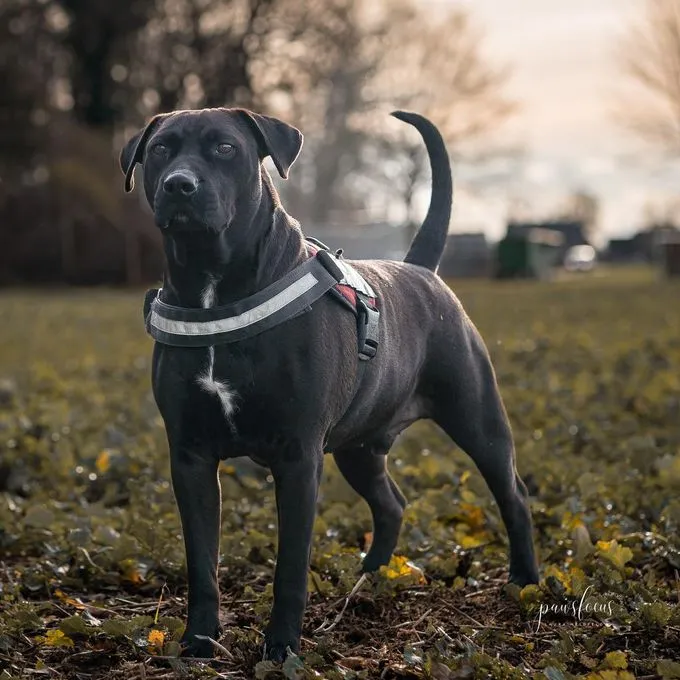 Hund aus Tierheim, Chico | Schwarz Labrador Pitbull Mix Männlich