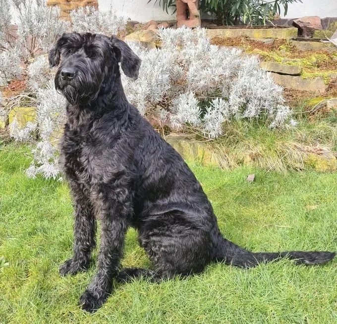 Dog from shelter, Laika | Schwarz Riesenschnauzer Female