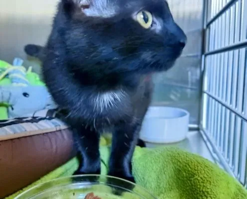 Katze aus Tierheim, Trixie | Weiblich
