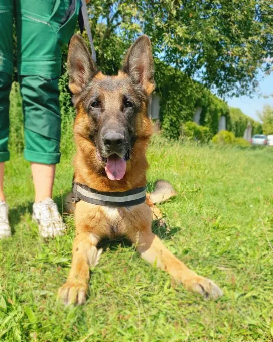 Rio - Deutscher Schäferhund zur Adoption