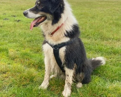 Dog from shelter, Titus | Australian Shepherd Male