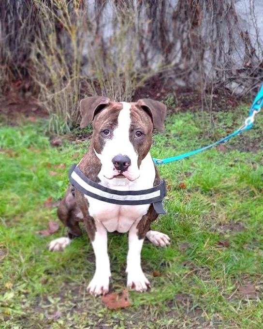 Dog from shelter, Baddy | Staffordshire Terrier Male