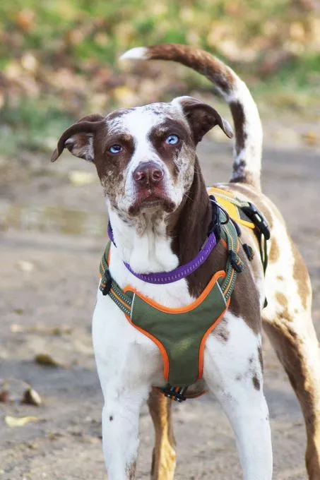 Dog from shelter, Mia | Catahoula Staffordshire Mix Female