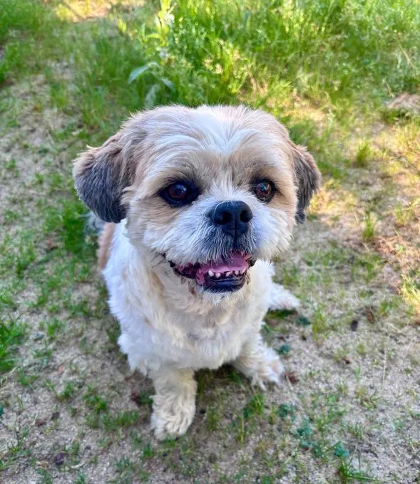 Bobby - shih-tzu zur Adoption