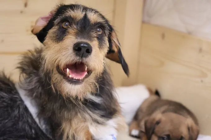 Dog from shelter, Nayla | Beige Braun Schwarz Mischling Female