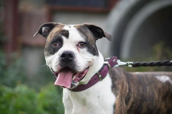 Masou - American Bulldog zur Adoption