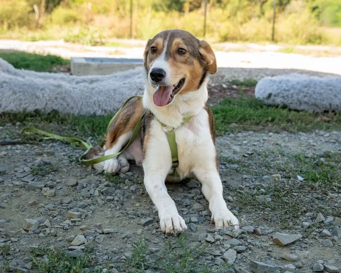 Monky - mischling zur Adoption