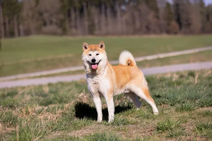 Ray - akita zur Adoption