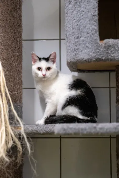 Cat from shelter, Schnipsel | Schwarz Weiß Ehk Male