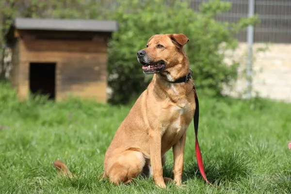 Dog from shelter, Klaus | Schäferhund Mix Male