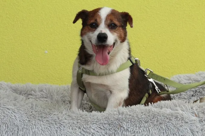 Sternchen - Mischling zur Adoption