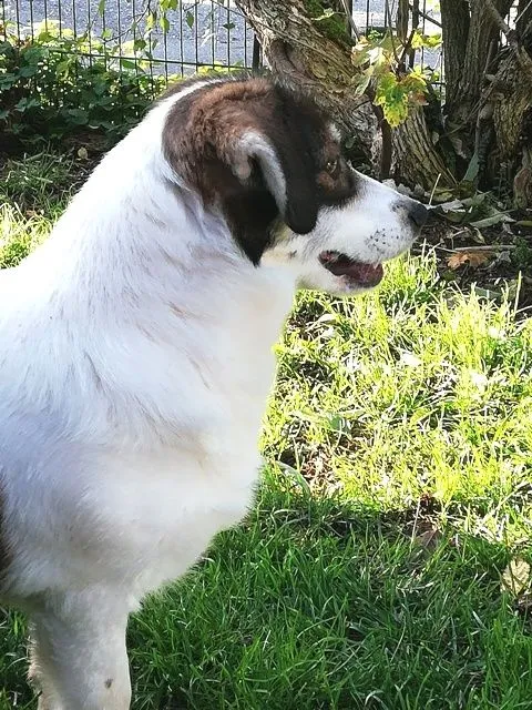 Hund aus Tierheim, Alfredo | Weiß Und Braun Mischling Männlich